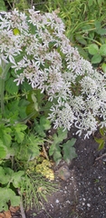 Heracleum sphondylium