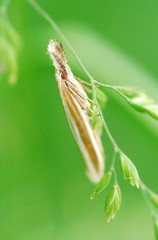 Pleurota aristella