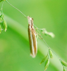 Pleurota aristella