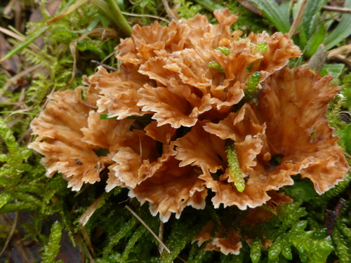Wine Glass Fungus