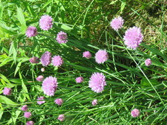 Allium schoenoprasum