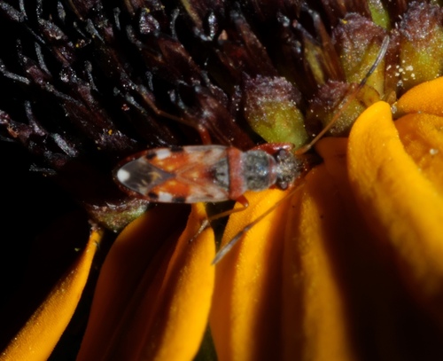 Ligyrocoris barberi
