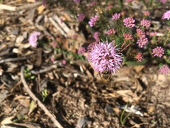 Agathosma latipetala
