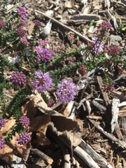 Agathosma latipetala