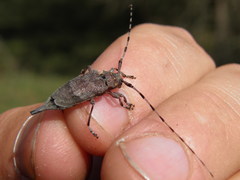 Acanthocinus aedilis