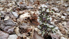 Obolaria virginica