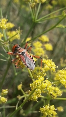 Rhynocoris punctiventris