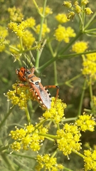 Rhynocoris punctiventris