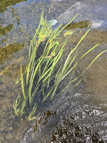 Vallisneria americana