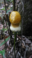 Parkia speciosa