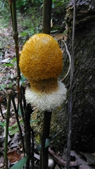Parkia speciosa