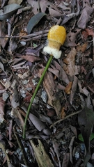 Parkia speciosa