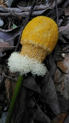 Parkia speciosa