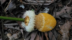 Parkia speciosa