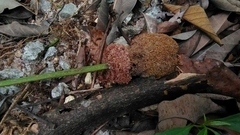 Parkia speciosa
