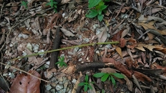 Parkia speciosa