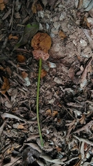 Parkia speciosa