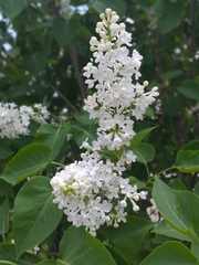 Syringa reticulata