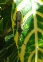 Heteroptera