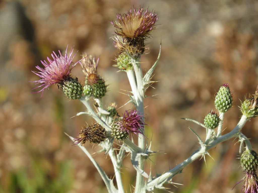 Cirsium douglasii