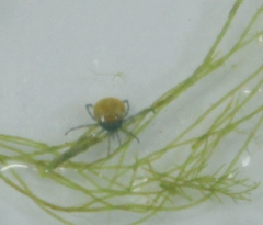Lebertia natans