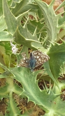 Muschampia tessellum nomas