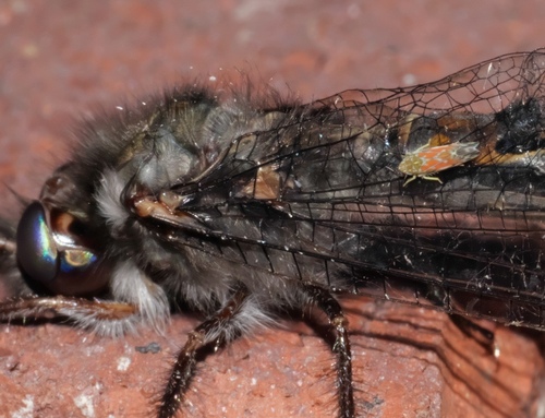 Wounded Leafhopper photo 4