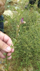 Anchonium billardierei