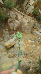 Telephium imperati