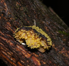 Neobarya agaricicola