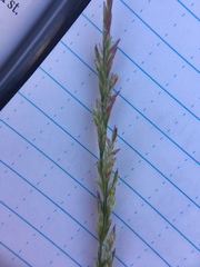 Puccinellia maritima