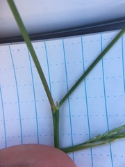 Puccinellia maritima