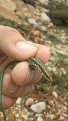 Phoenicolacerta kulzeri