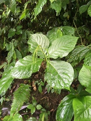 Chloranthus oldhamii