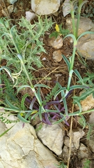 Dianthus libanotis