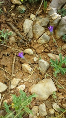Campanula stricta