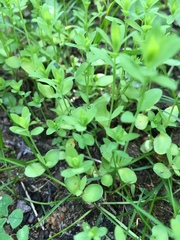 Linaceae