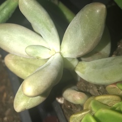 Pachyphytum