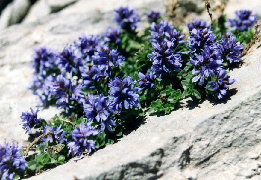Pyrenean Speedwell