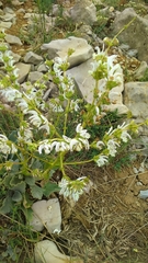 Salvia microstegia