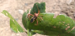 Crinocerus sanctus