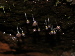 Elaeomyxa cerifera