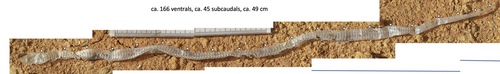 Eight-striped Kukri Snake