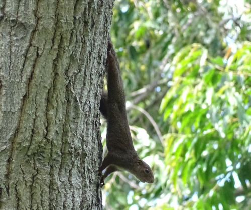 Red-legged Sun Squirrel