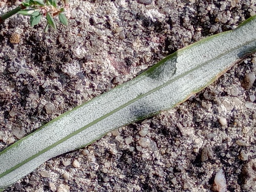 Sclerospora graminicola, 2024-08-12