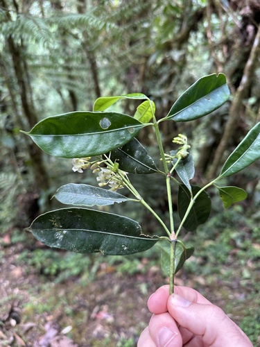 Faramea candelabrum