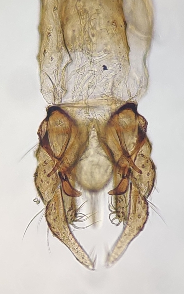 Chironomus riparius