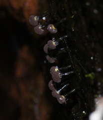 Elaeomyxa cerifera