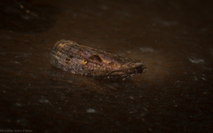 Cryptaspasma sordida