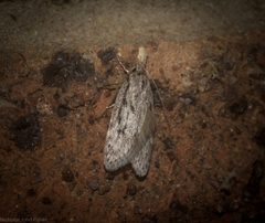 Philobota grammatica